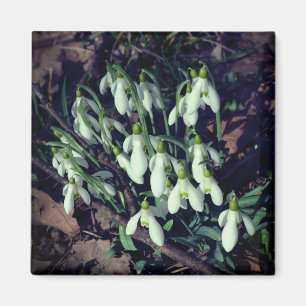 Aimant Les snowdrops sont les premières fleurs du printem