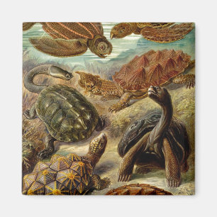 Aimant Les tortues Haeckel