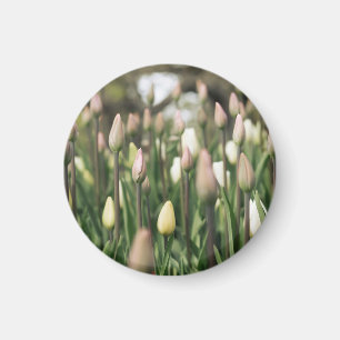 Aimant Les tulipes commencent à fleurir