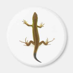 Aimant lézard
