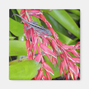 Aimant Lézard et beauté