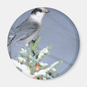 Aimant L'hiver des oiseaux sauvages