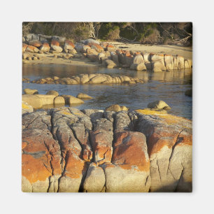 Aimant Lichen orange sur des rochers, Binalong Bay, Baie