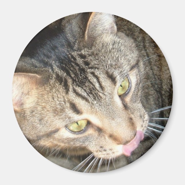 Aimant Licky Paws (Devant)