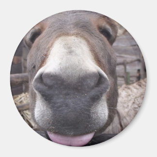 Aimant Ligne Animale - Arre burriquito