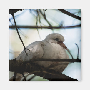 Aimant Ligne principale