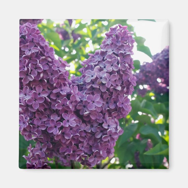 Aimant Lilacs Violet (Devant)
