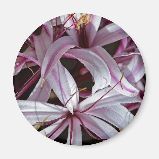 Aimant Liliums (Devant)