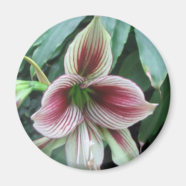 Aimant Lily (Devant)