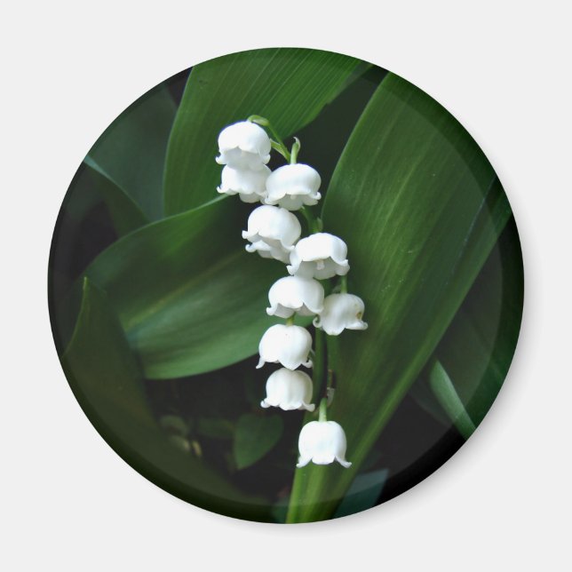 Aimant Lily de l'aimant de la vallée (Devant)