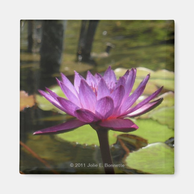 Aimant Lily d'eau (Devant)