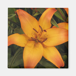Aimant Lily orange