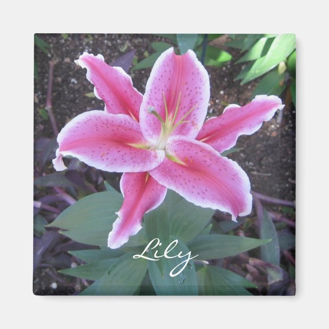 Aimant Lily rose (Devant)