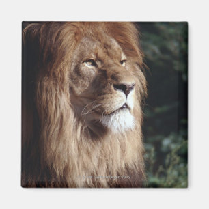Aimant lion