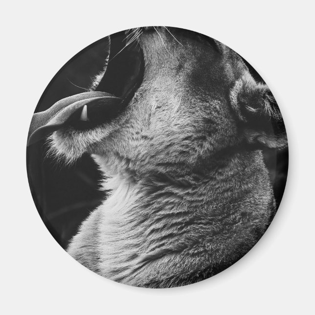 Aimant lion (Devant)