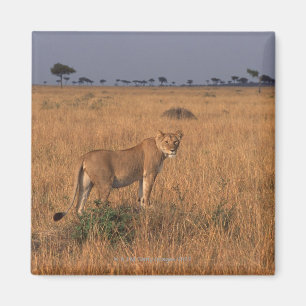 Aimant Lion