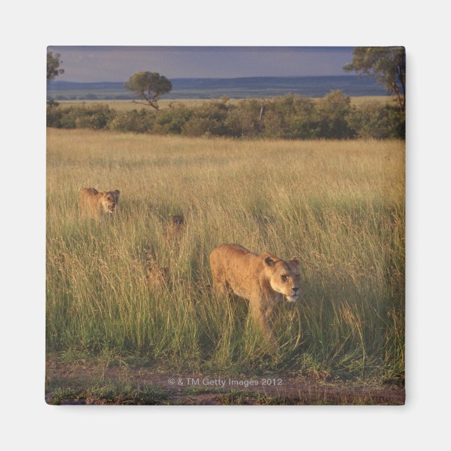 Aimant Lion 6 (Devant)