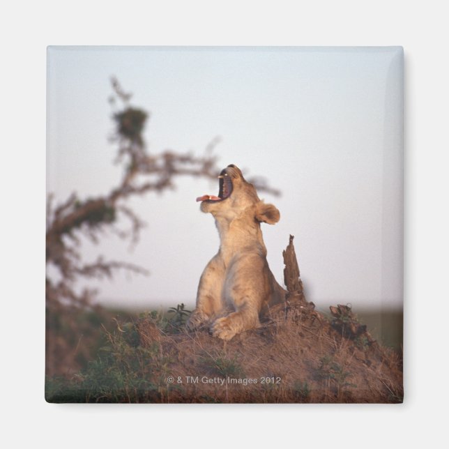 Aimant Lion 7 (Devant)