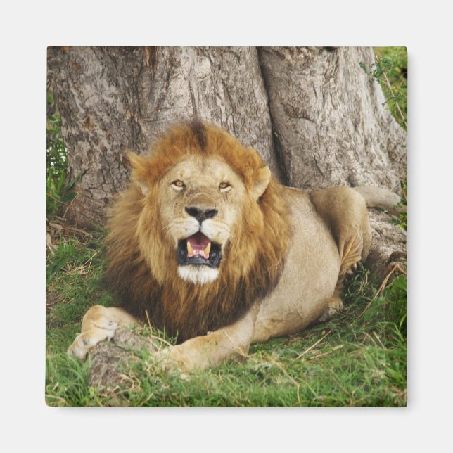 Aimant Lion au Massai Mara 1 (Devant)