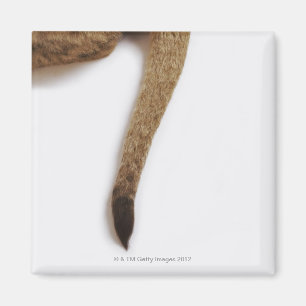 Aimant Lion cub (Panthera leo) contre blanc