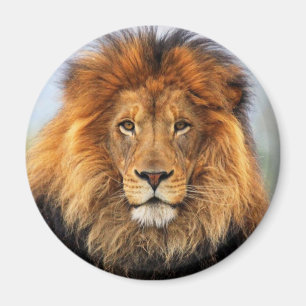 Aimant Lion d'Afrique 1