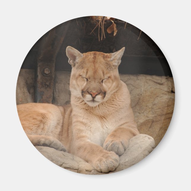 Aimant Lion de montagne (Devant)
