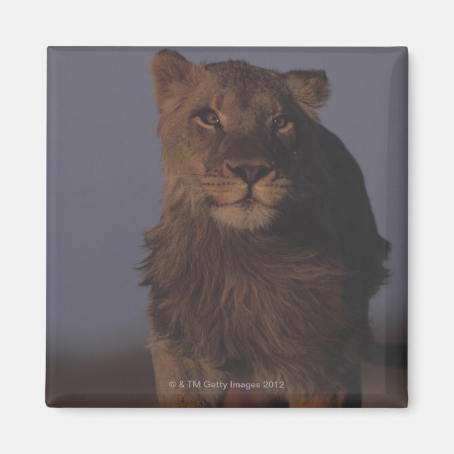 Aimant Lion en marche (Devant)