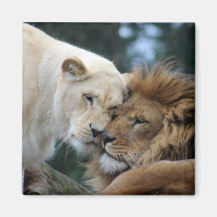 Aimant Lion et lionne