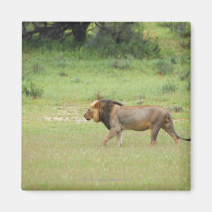 Aimant lion masculin de marche, Panthera Lion, Kgalagadi