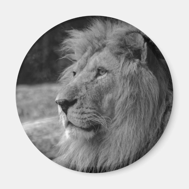 Aimant Lion noir et blanc - Animal sauvage (Devant)