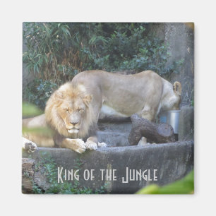 Aimant Lion, Roi de la Jungle