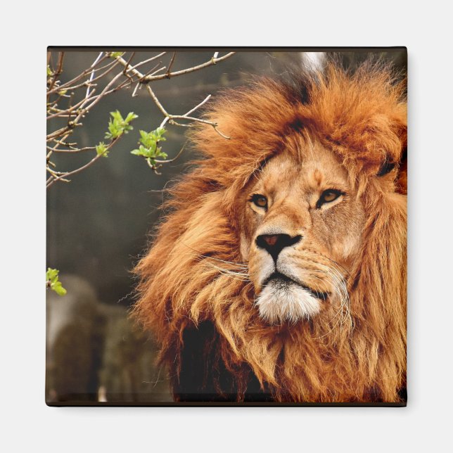 Aimant Lion, Roi de la Jungle (Devant)