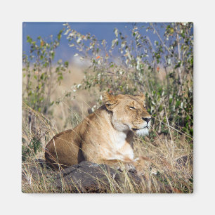 Aimant Lioness resting