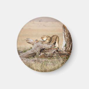 Aimant Lioness stretching