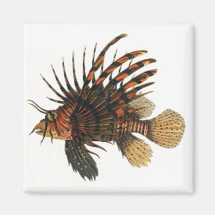 Aimant Lionfish Poisson, Vintage Vie Marine Océan Animal