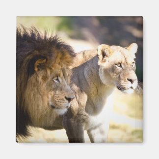 Aimant Lions