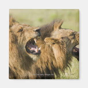 Aimant Lions mâles rugissant, Grand Kruger National