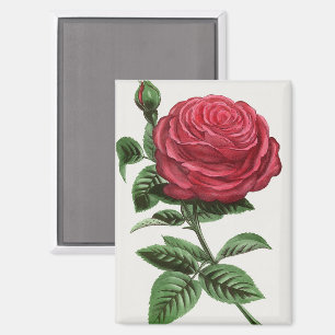 Aimant Lithographie de rose antique, François-Frédéric Gr