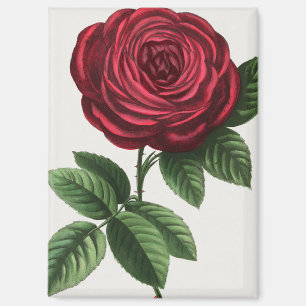 Aimant Lithographie de rose antique, François-Frédéric Gr
