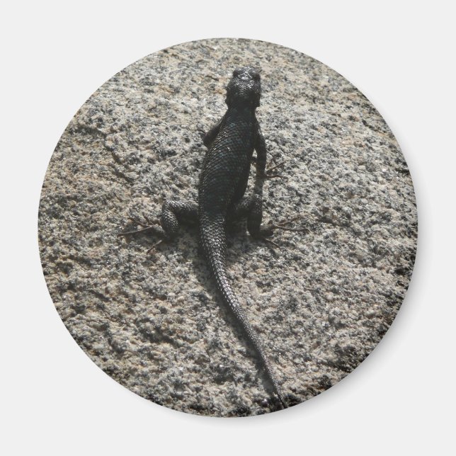 Aimant Lizard noir (Devant)