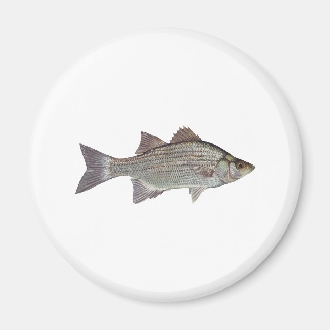 Aimant Logo de basse blanche (Devant)