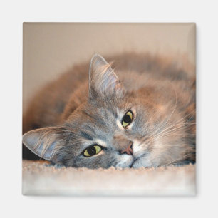 Aimant Long Haired Blue Russian Cat by Shirley Taylor