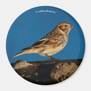 Aimant Longspur de la Laponie sur un journal éclairé