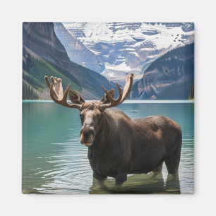 Aimant L'orignal dans le parc national Banff Canada