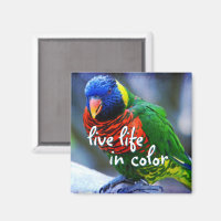 Lorikeet rouge bleu vert oiseau vie vie couleur