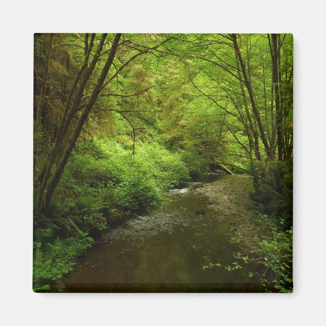 Aimant Lost Man Creek I au Redwood National Park (Devant)