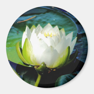 Aimant Lotus blanc brillant