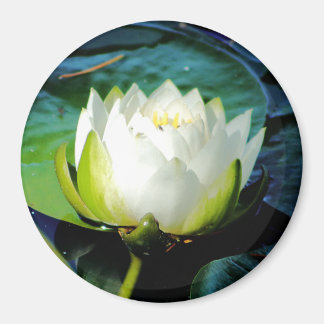Aimant Lotus blanc brillant