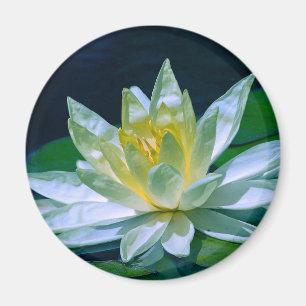 Aimant Lotus coloré
