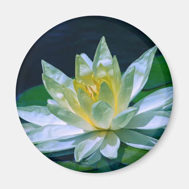Aimant Lotus coloré (Devant)